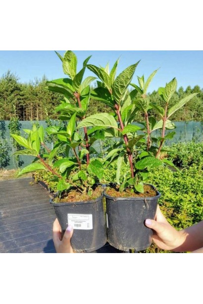 Гортензия Кенделайт горшок 2 л